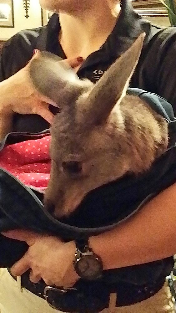 Beatrice, a baby kangaroo from the Columbus Zoo, made an appearance at the Cherokee Country Club. (Blue Streak photo, needs link)